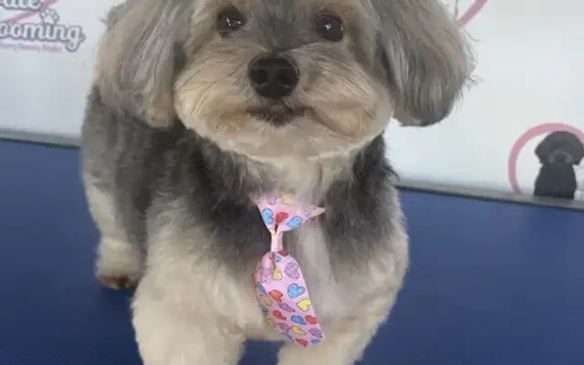 Dowdle Grooming in Irvine, CA