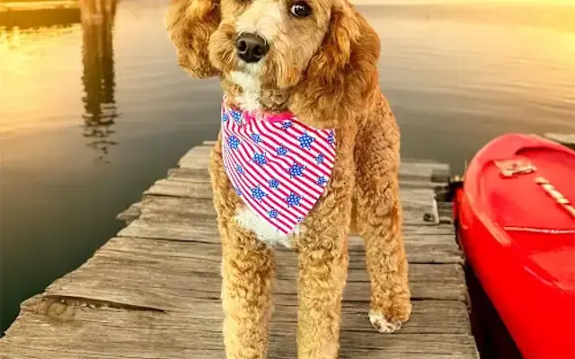 Snazzy Snouts Dog Grooming in Moore, SC