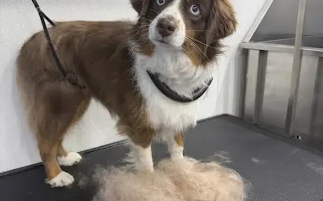 Alpine Mobile Pet Spa in Reno, NV