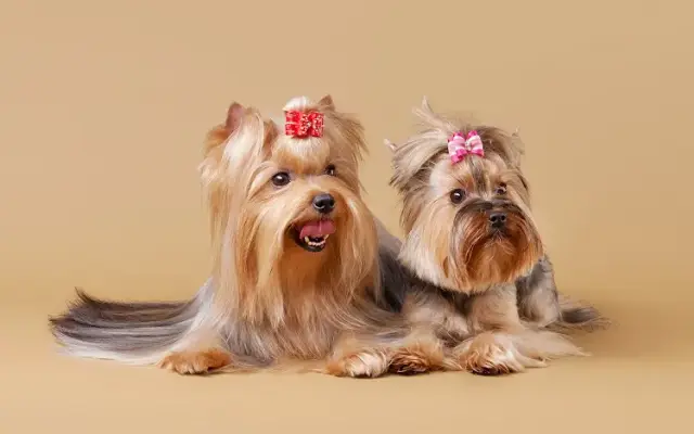 Wagger's Pet Parlor in Swedesboro, NJ