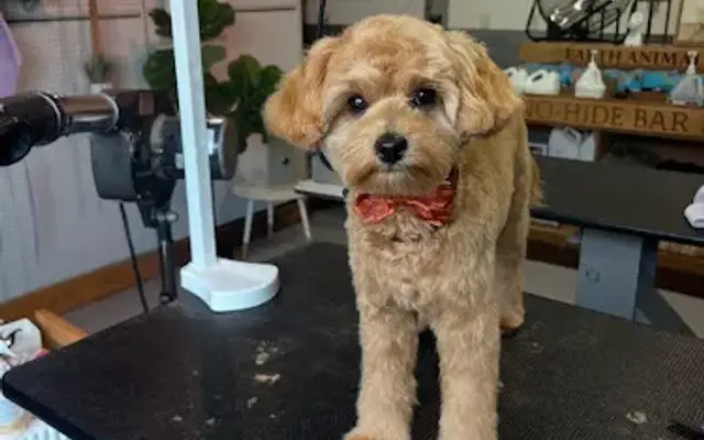 Grooms by Lily in Santa Clara, UT