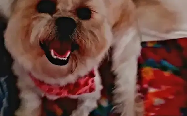 Happy Hounds Dog Grooming in Mt Dora, FL
