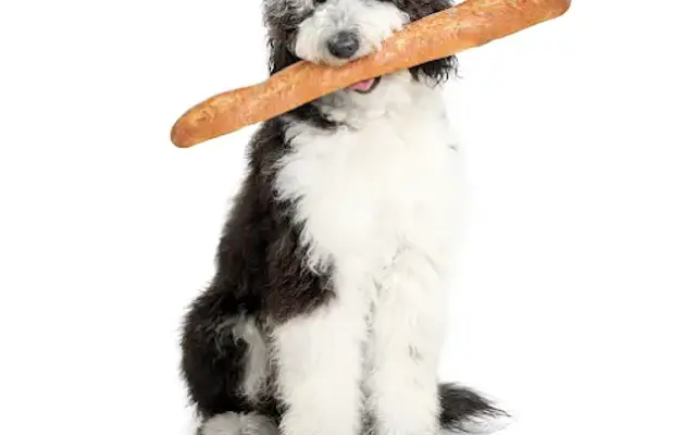 Pretty Papaya Dog in San Jose, CA