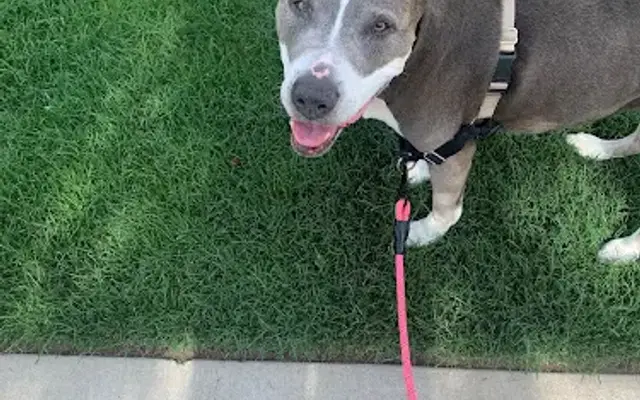 Here in the Square Pet Concierge in Frisco, TX