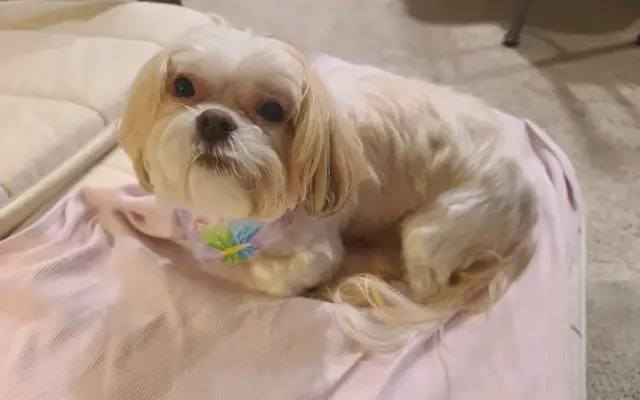 Bonnie's Pretty Paws in Edgewater, FL