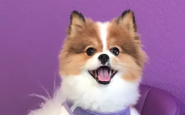Purple Paws Pet Clinic in Coronado, CA