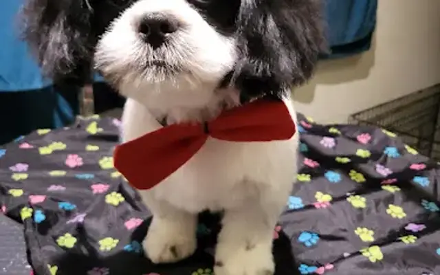 Gigi's Grooming in Highlands, TX