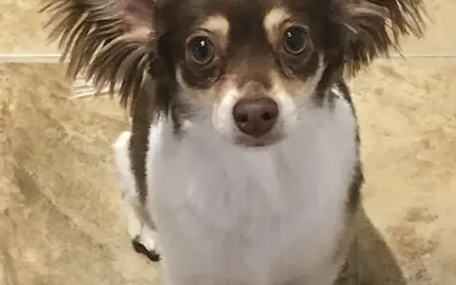 Dog's Day Mobile Grooming in Temecula, CA
