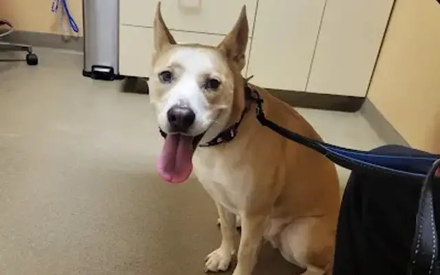 Evergreen Animal Clinic in Santa Maria, CA
