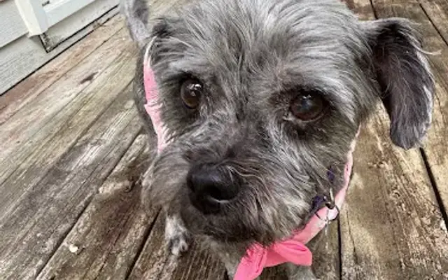 Cmt pet spa in Chelsea, MI