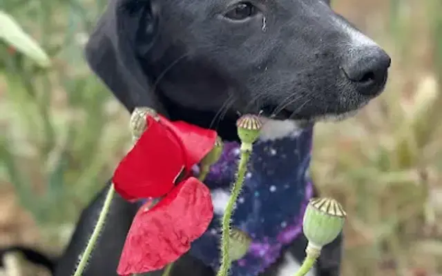 Patti's Pics & Paws in Luling, TX