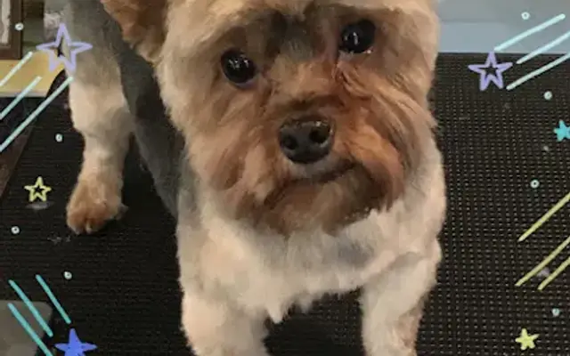 Professional Pet Grooming in South Sioux City, NE