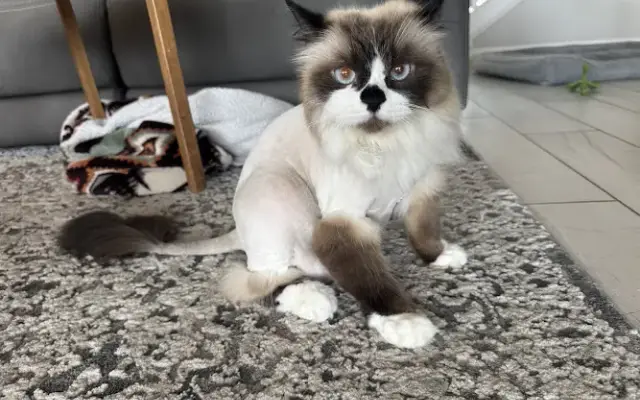 Chic Feline Majestic Grooms in St. Augustine, FL