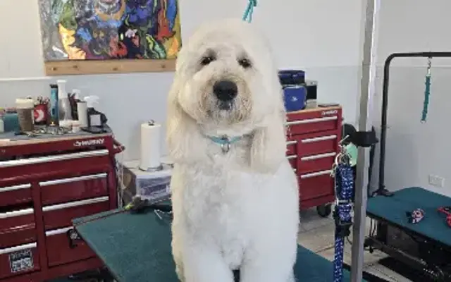 Fluffheads Dog Grooming in Countryside, IL