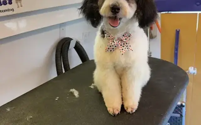 Ruff to Glam Dog Grooming in Kansas City, MO