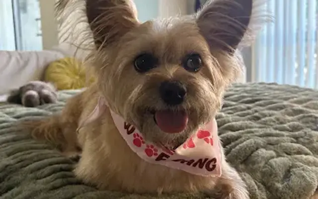 Woof Gang Bakery & Grooming WeHo in West Hollywood, CA