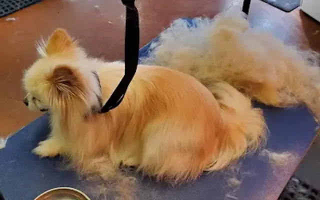 Pawfection Pet Salon in South Lake Tahoe, CA