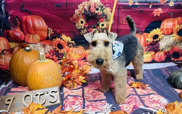 K 9 Qt's Dog Grooming in Bonita Springs, FL