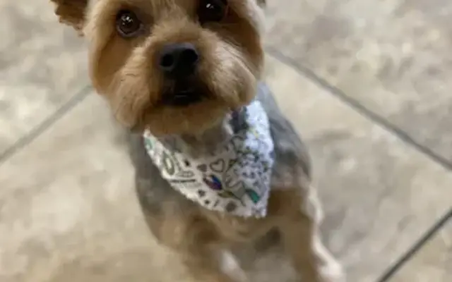 Grooming by Juanita in Phoenix, AZ