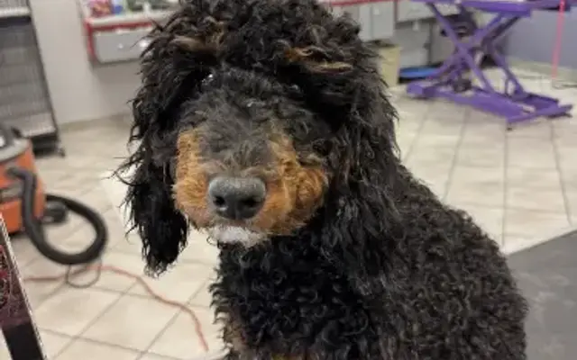 Lone Mountain Pet Grooming in Cave Creek, AZ