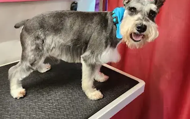 Nose to Paws Mobile Pet Grooming in Royal Palm Beach, FL