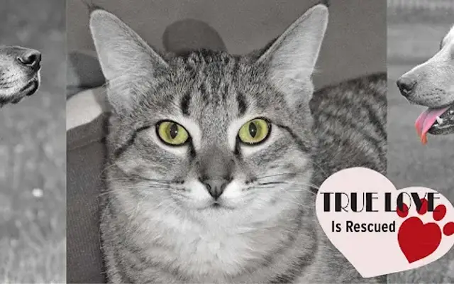 Little Traverse Bay Humane Society in Harbor Springs, MI