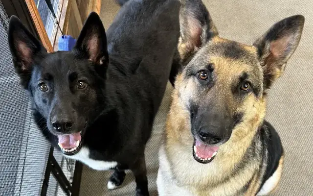 Cha-Cha’s Dog Grooming, LLC in Rathdrum, ID