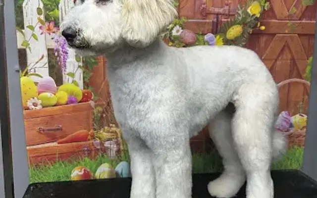 Pawz and Pose Grooming in Houston, TX