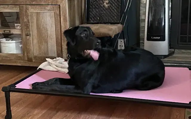 Unique Canine, LLC in St Peters, MO