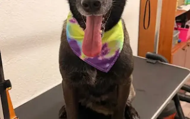 Faithful Paws K9 Spa in Brooksville, FL