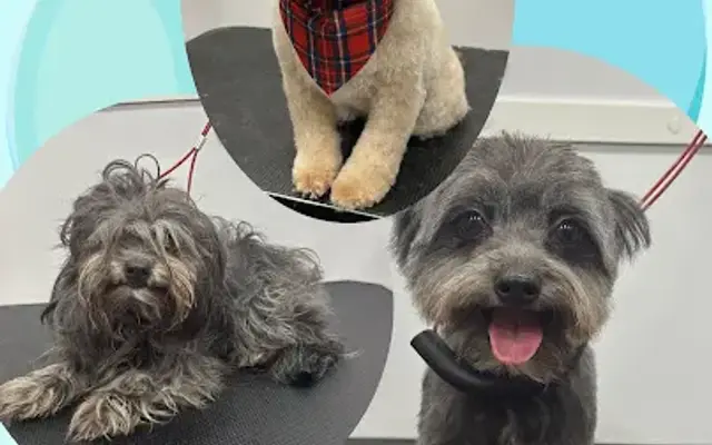 Grooming by Elsa in Katy, TX