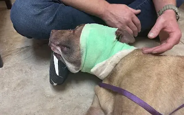Meridian Animal Care Center in Meridian, MS