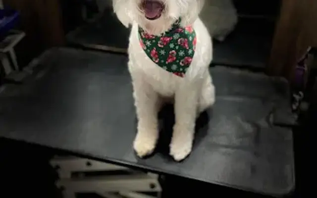 Fancy Paws Mobile Grooming in Leonard, TX