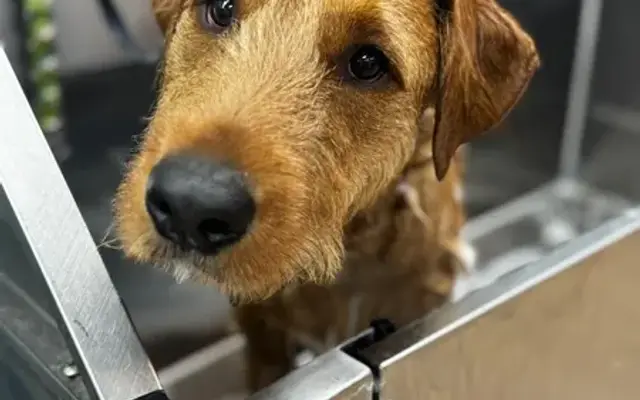 T.O.P Dog Health and Wellness, LLC + Grooming in Stuart, FL