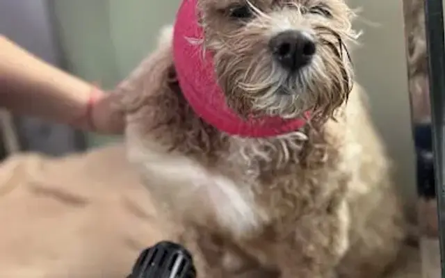 Pit Stop Pet Spa, LLC in Rialto, CA