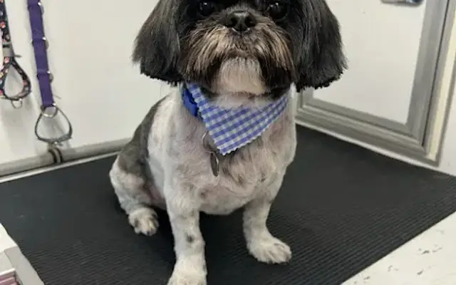 Vanity Fur Chino Hills in Mira Loma, CA