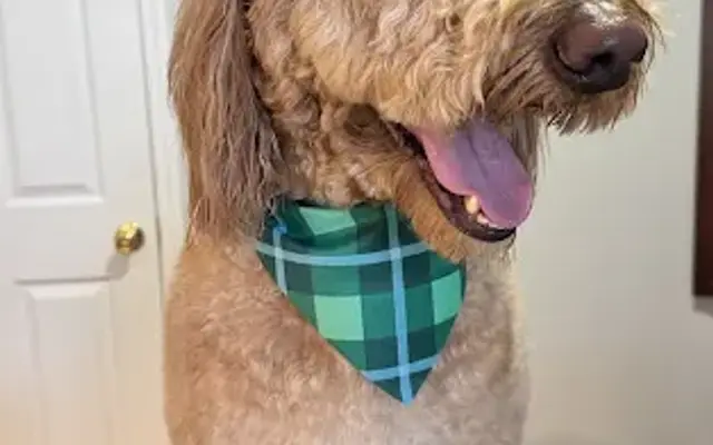 The Tail House - One-on-One Dog Grooming in Ashland City, TN