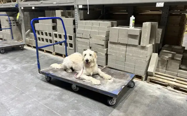 Clover K9 llc in Leander, TX
