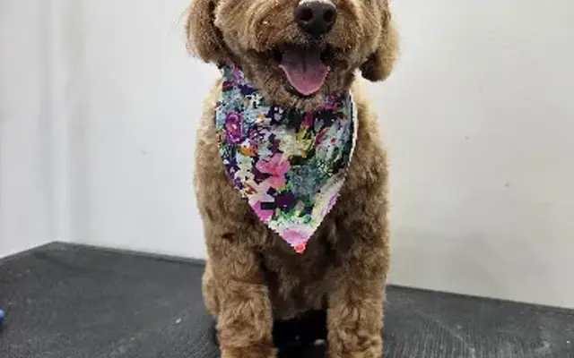 Kiss My Mutts LLC in Saginaw, MI