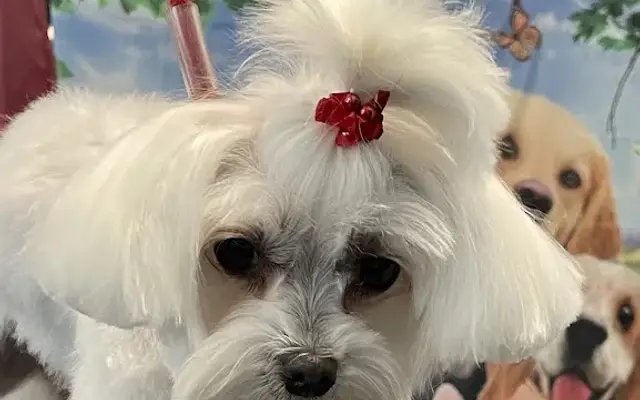 The Doggie Salon in New Port Richey, FL