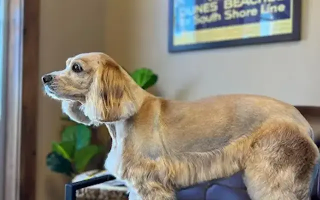 Hanlon Pet Grooming in Porter, IN