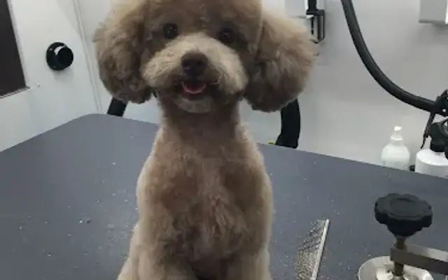 A Dog's World Mobile Grooming in Fort Myers, FL