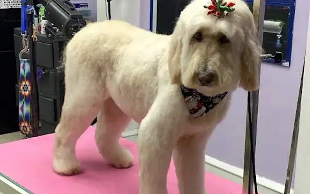 Pawsitively Purrfect Pet Salon in Pittston, PA