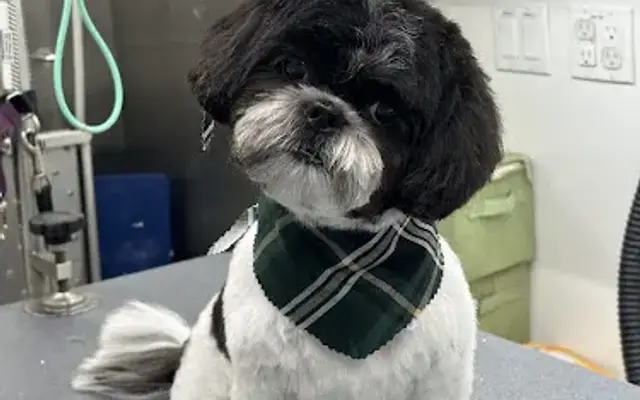 Top Pup Blossom in Prospect Heights, IL