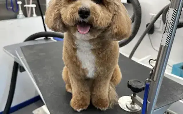 Le Chic Pooches, Luxury Mobile Salon in Lansdale, PA