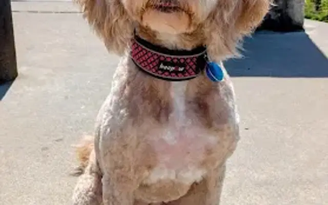 RR Dog Grooming in Sapulpa, OK