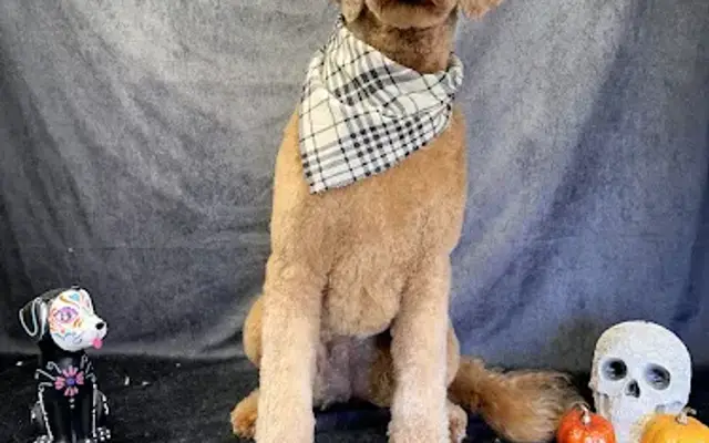 Canine Couture in Rosamond, CA