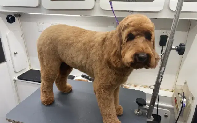 Haute Pets Mobile Grooming in Houston, TX
