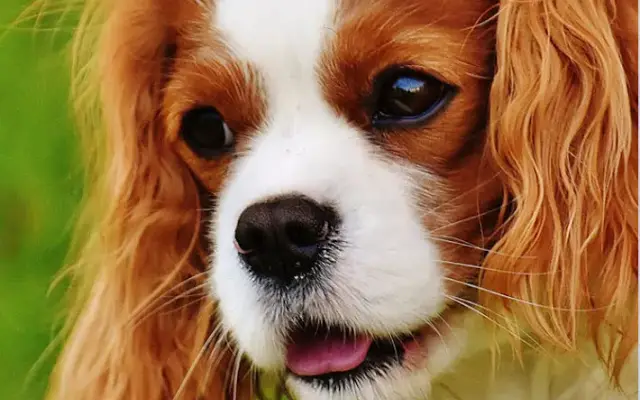 Kaiser Pet Care LLC, Dog Behavior & Fear-Free Dog Grooming in Nokesville, VA