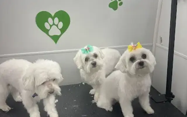 LESLYE PET GROOMING in Miami, FL